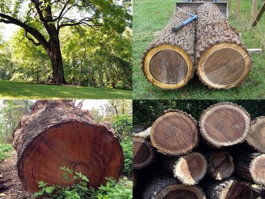 Cây và gỗ khai thác từ cây óc chó